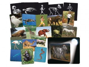 Laminas esqueletos de animales